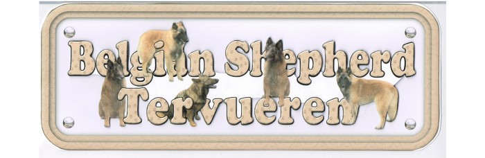 Belgian Shepherd Tervueren